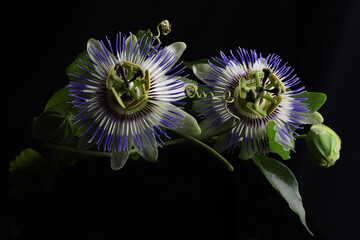 Magnifici fiori di passiflora in primo piano