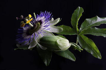 Magnifici fiori di passiflora in primo piano