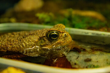 Tropical toad bright eye. Tropical fauna in zoo or terrarium.