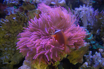 Sea anemone and clown fish in marine aquarium.