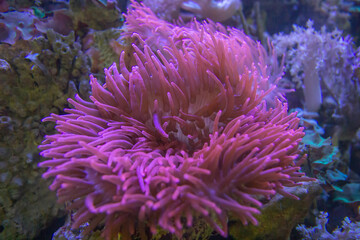 Sea anemone in marine aquarium.