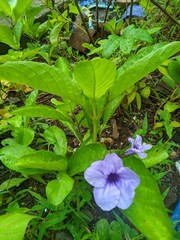 Ruellia tuberosa or pletekan leaves contain polyphenol extract 2