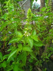 Kemangi or basil leaves (Ocimum sanctum) 2