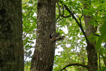 Great Spotted Woodpecker (Dendrocopos major) in fly