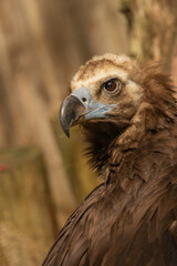 Cinereus Vulture Bird looking forward