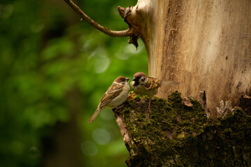 The Eurasian tree sparrow (Passer montanus).