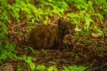 Sick Marten with  ringworm in wild forest.