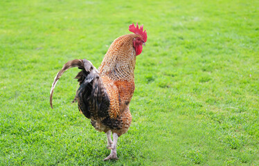 Beautiful domestic red rooster standing on grass on an agriculture farm. Concept of boss, cool...