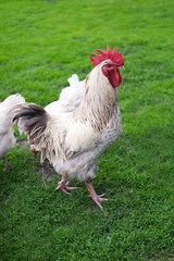 Beautiful domestic white rooster standing on grass on an agriculture farm. Concept of boss, cool person, winner. Selective focus. Vertical image.