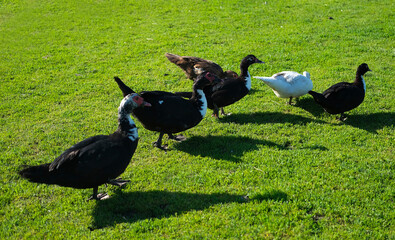 Domestic Muscovy ducks walk on green meadow on hot sunny summer day. Agricultural yard concept. Selective focus.