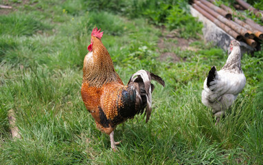 Beautiful domestic red rooster standing on grass on an agriculture farm. Concept of boss, cool person, winner. Selective focus.