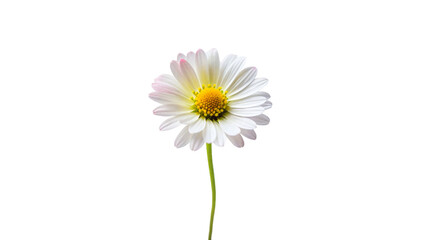 A close-up of a single daisy flower in full bloom with white petals radiating from a yellow center, isolated on a white background