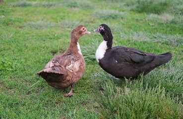 Domestic Muscovy ducks walk on green meadow on hot sunny summer day. Agricultural yard concept. Selective focus.