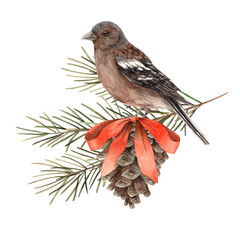 Fir branches with a pine cone, a red bow and a bird. Watercolor botanical illustration on isolated background. Drawings for Christmas and New Year holidays, invitations, cards, wrapping paper
