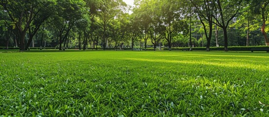 Utilize a public park with a green grass field as a charming natural setting.