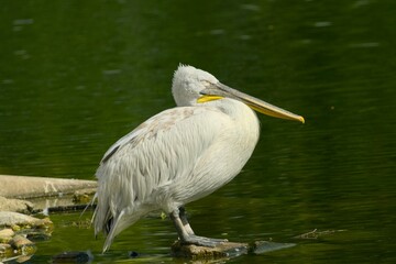 Pelican