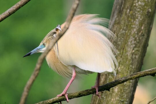 Oiseau