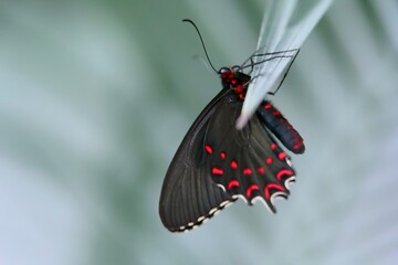 Papillon