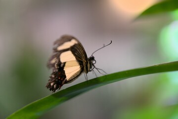 Papillon