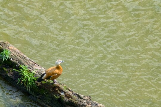 Canard