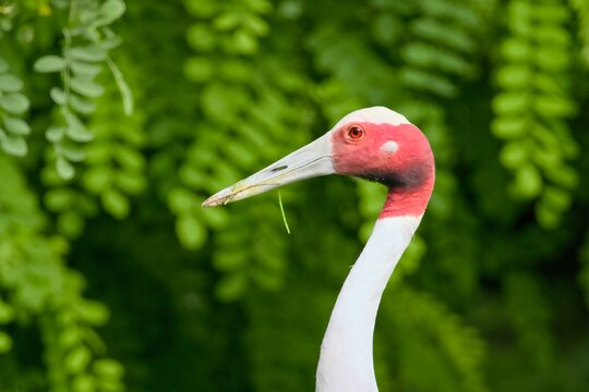 Oiseau