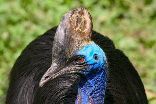 Oiseau