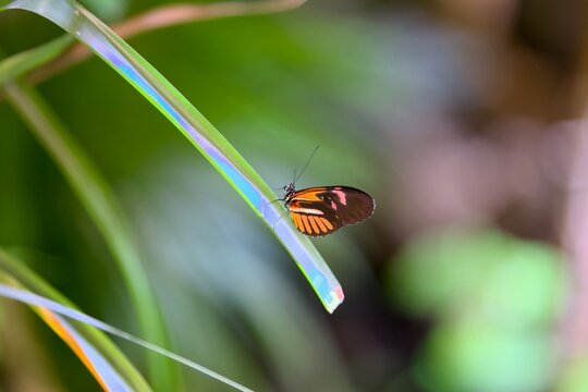 Papillon