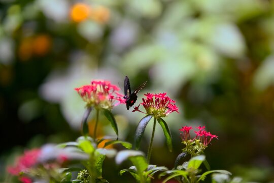 Papillon