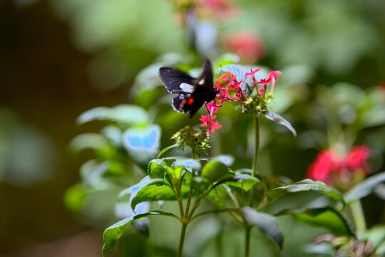 Papillon