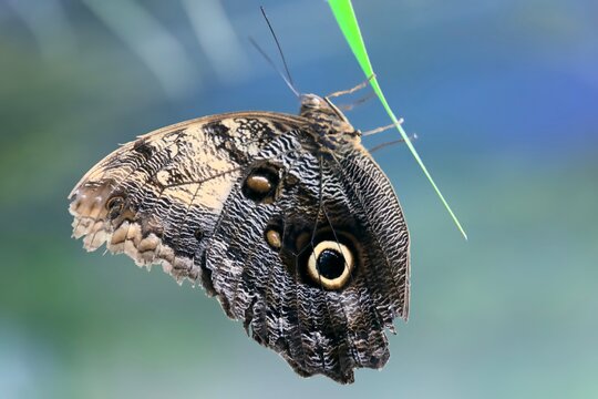 Papillon
