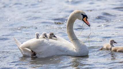 Mute swan with its young on a pond