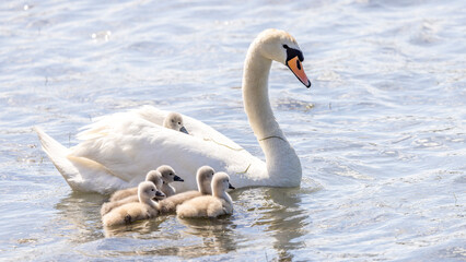 Mute swan with its young on a pond