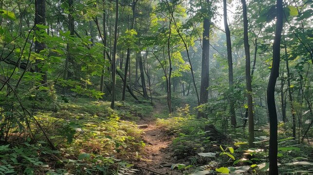 An enjoyable forest bathing trail