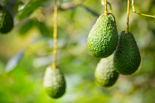 avocado in the garden