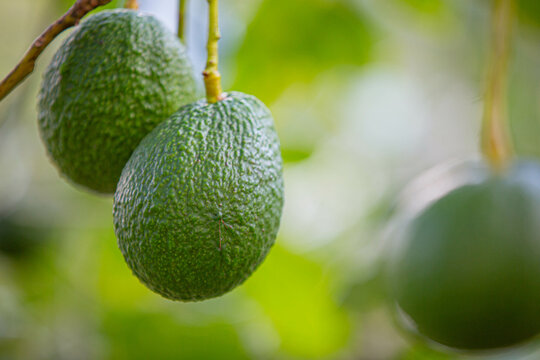 avocado in the garden