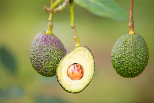 avocado in the garden
