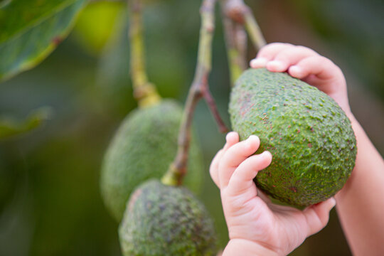 avocado in the garden