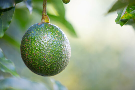 avocado in the garden