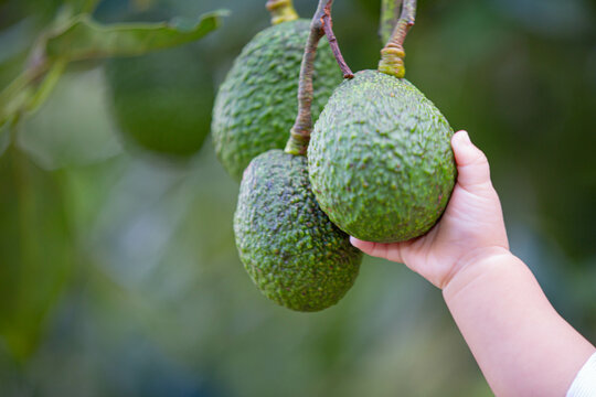 avocado in the garden