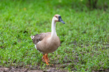 The Goose walks on grass