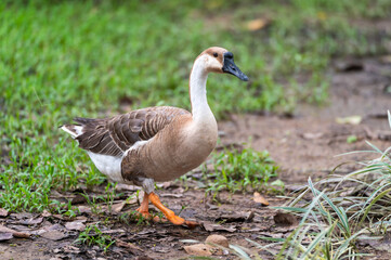 The Goose walks on grass