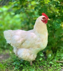 chicken on a farm