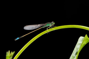 green damselfly on a green leaf on black background.