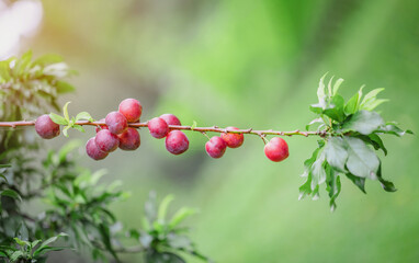 Sprigs Plums on tree branch blurry nature background