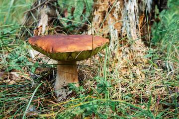 Large white mushroom in the grass , collecting mushrooms in the forest
