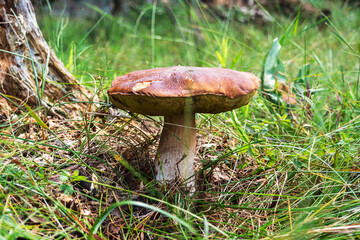 Large white mushroom in the grass , collecting mushrooms in the forest