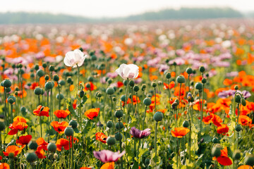a blooming field of multi-colored poppies: red, white and purple