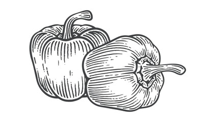 Hand Drawn Bell Pepper, Engraving Style Vector Illustration