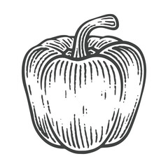Hand Drawn Bell Pepper, Engraving Style Vector Illustration