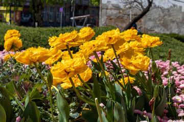 Gorgeous giant terry yellow tulips close-up